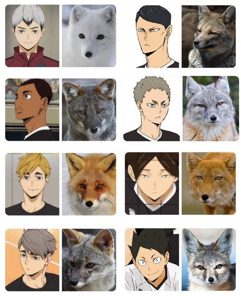 © haikyuu to basuke (facebook) Inarizaki Fox Fanart, Inarizaki As Foxes, Haikyuu As Animals, Inarizaki X Y/n, Haikyuu Inarizaki Fanart, Haikyuu All Characters, Inarizaki Uniform, Inarizaki Haikyuu, Inarizaki Team