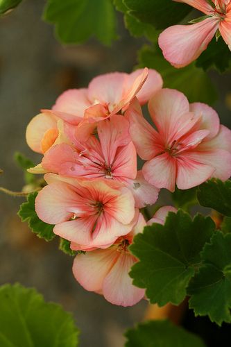 Jana's Geraniums 2 Geraniums Garden, Geranium Flower, Flower Panels, Container Gardening Vegetables, Orchid Care, Plant Combinations, Happy Flowers, End Of Summer, Flowers Nature