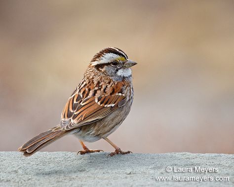 Sparrows Archives - Laura Meyers Photography Sparrow Pictures, Sparrow Photography, Greenwood Cemetery, Song Sparrow, Canon 5d Mark Iii, Scenic Art, Sparrows, Green Wood, Song Bird