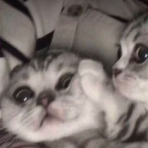 cat matching pfp Cat Matching Pfp, Matching Pfp, Kittens