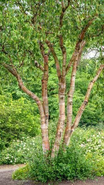 Birch Trees Garden, Birch Trees Landscaping, Albizia Julibrissin, Holly Tree, London Garden, Tree Canopy, Ornamental Trees, Love Garden, Garden Landscape Design