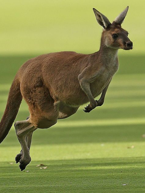 Animals In Action, Kangaroo Stuffed Animal, Kangaroo Baby, Animal Action, National Animal, Rare Animals, Pet Rats, Australian Animals, Weird Animals