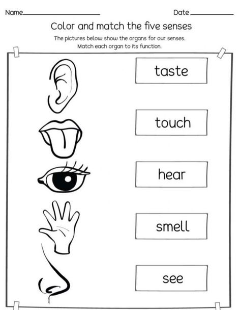 Senses Matching Worksheet, 5 Senses Worksheet, Five Senses Worksheet, Worksheet For Preschool, My Five Senses, Self Esteem Worksheets, Senses Activities, The Five Senses, Classroom Birthday