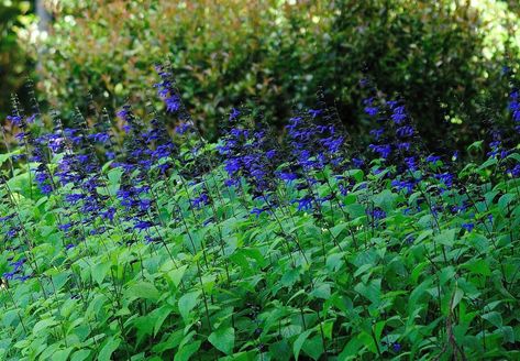 Black And Blue Salvia, Hummingbird Habitat, Blue Salvia, Garden World, Fall Bulbs, Blue Plants, How To Attract Hummingbirds, Rhythm And Blues, Sunset Colors