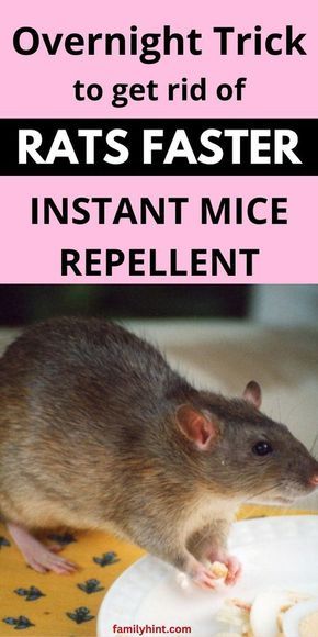 Rodent Repellent Plants, Diy Mice Repellent, Mouse Deterrent, Get Rid Of Rats, Killing Rats, Mouse Poison, Repellent Diy, How To Deter Mice, Rat Infestation