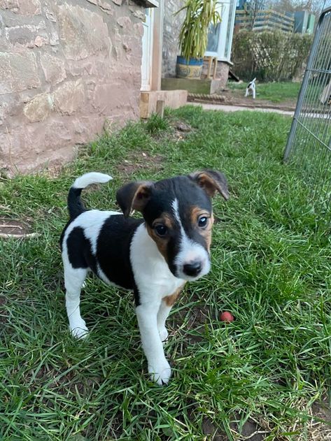 Dogs & Puppies, Rehome Buy and Sell | Preloved Unusual Animals, Animal Crafts, Forever Home, Dogs Puppies, Classified Ads, An Animal, Jack Russell, For Dogs, Pet Accessories