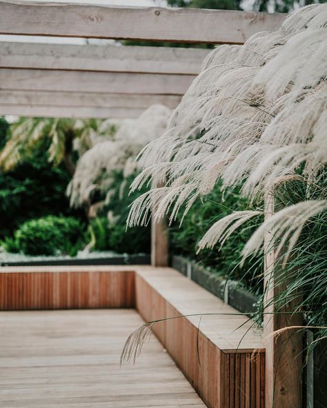 Daniel James Fulton on Instagram: “Miscanthus Transmorrisonensis flower heads floating over our blackbutt batten bench seat | 🌾” Outdoor Built In Bench, Miscanthus Transmorrisonensis, Bench Seat Outdoor, Deck Bench Seating, Outdoor Bench Seat, Timber Bench Seat, Floating Bench, Yard Benches, Garden Bench Seating