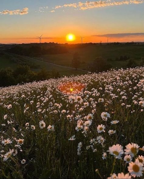 🌷Megan🌷 on Instagram: "- - - - #cottagecore #cottagecoreaesthetic #cottagestyle #naturecore #fairycore #countryliving #countrylife #farmcore #countryhomes #cosyhome #countrydesign #outdoor #animal #warmcore #grandmacore #softcore #forestcore #soft #witchcore #simpleliving #faecore #art #classicart" Cloudcore Aesthetic, Farmcore Aesthetic, Aesthetics List, Daisy Fields, Beach Sunset Photography, Forest Core, Lovecore Aesthetic, Daisy Field, Cottage Core Aesthetic