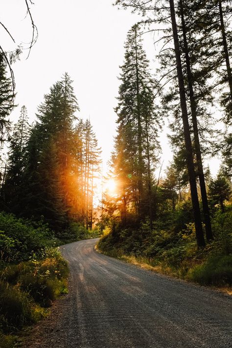 Forest Wallpaper, Pine Trees, Beautiful World, The Great Outdoors, Beautiful Nature, Landscape Photography, Places To Go, Beautiful Places, The Sun