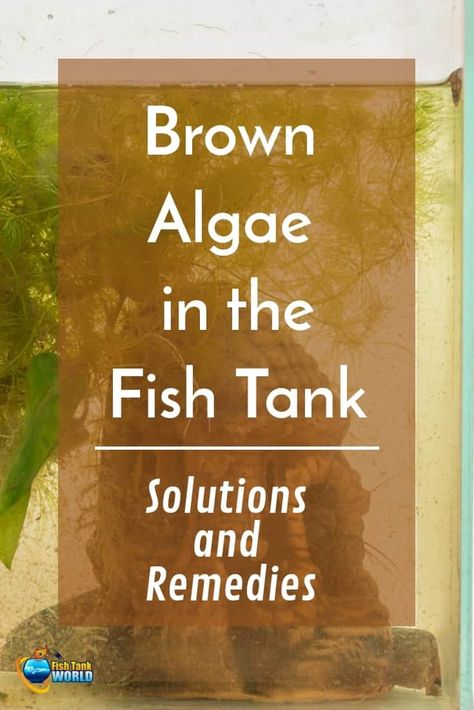 Aquarium Tips, Aquarium Algae, Animal Enclosures, Brown Algae, Biotope Aquarium, Fish Tank Themes, Fish Tank Cleaning, Freshwater Aquarium Plants, Fish Keeping