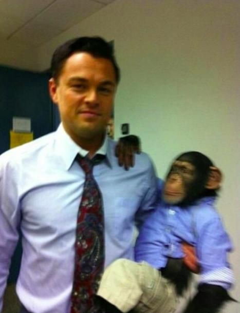 Meet My Son Monkey meme template of Leonardo DiCaprio Leonardo Dicaprio Funny, Leonardo Dicaprio Meme, Image Meme, Jordan Belfort, Leonardo Dicaprio 90s, Young Leonardo Dicaprio, Wolf Of Wall Street, Leo Dicaprio, Japon Illustration