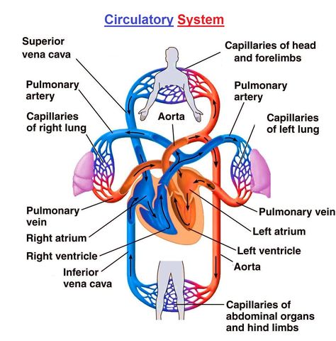 Circulatory System Diagram, Arbaz Khan, Human Circulatory System, Anatomy Organs, Heart Diagram, The Circulatory System, Villanova University, Heart Anatomy, Organ System