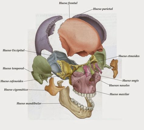 Good References, Studying Anatomy, Human Skeletal System, Artistic Anatomy, Human Skeleton Anatomy, Skull Anatomy, Anatomy Bones, Head Anatomy, Human Body Anatomy