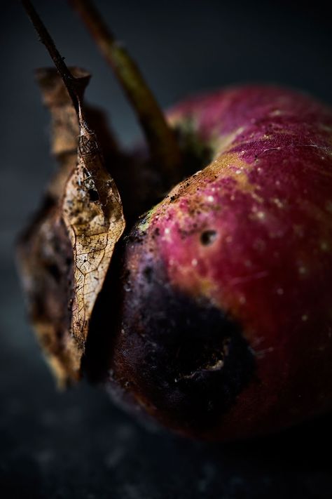 Beautiful Decay • Rotting Damaged Apple & Stalk • Fine Art & Advertising Food Photography Rotten Fruit Aesthetic, Rotten Apple Aesthetic, Growth And Decay Photography, Rotting Apple, Rotting Fruit, Decay Photography, Advertising Portfolio, Apples Art, Rotten Food