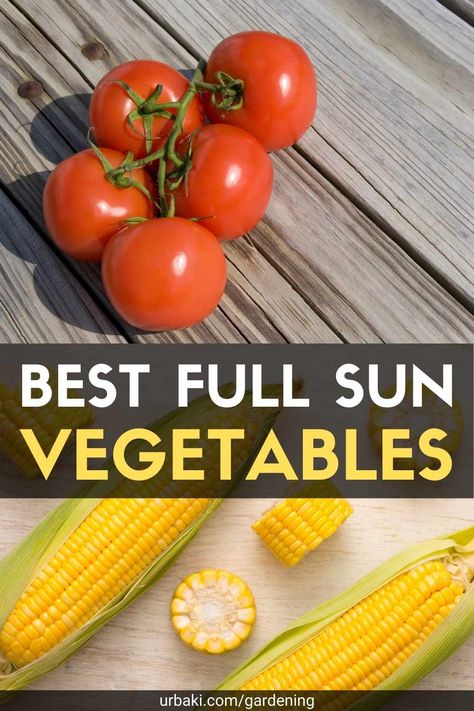 Vegetables That Grow In Full Sun, Full Sun Garden Vegetables, Full Sun Vegetable Garden, Full Sun Vegetables, Herbs Growing, Full Sun Garden, Indoor Vegetables, Best Vegetables, Vegetable Garden Planner