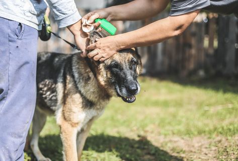 6 Natural Dog Ear Infection Home Remedies | PawLeaks German Shepherd Ears, Dogs Ears Infection, Teething Stages, Oils For Dogs, Regrow Hair, Gsd Puppies, Guide Dog, Floppy Ears, Dog Ear