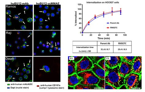 Click to enlarge Flow Cytometry Analysis, Confocal Microscopy, Flow Cytometry