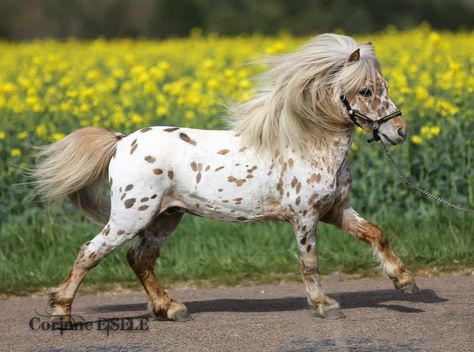 appaloosa miniature horse Falabella Horse, Miniature Ponies, Mini Horses, Tiny Horses, Miniature Horses, Appaloosa Horse, Mini Pony, Prophetic Art, Mini Horse