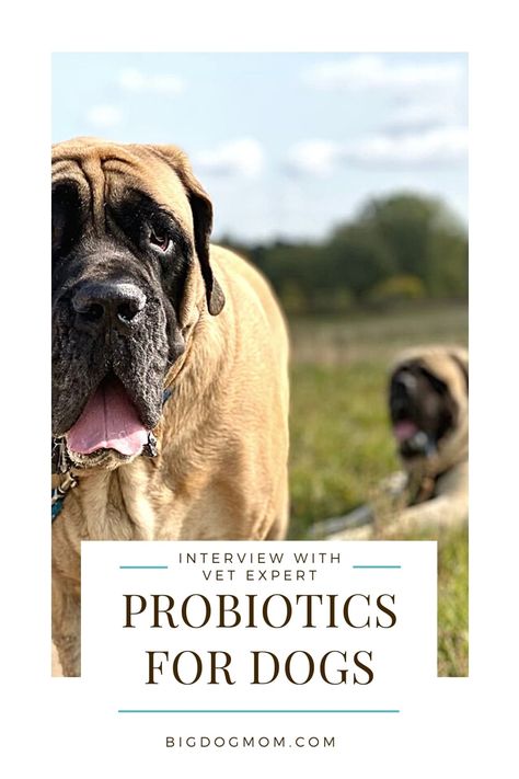 Brewers Yeast Benefits, Anti Fungal Diet, Raw Feeding For Dogs, Microbiome Diet, What Are Probiotics, Dog Probiotics, Best Probiotics, Saccharomyces Boulardii, Probiotics For Dogs