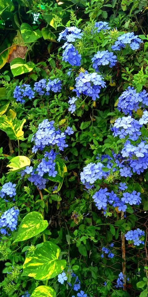 Plumbago Plumbago Auriculata, Pretty Flowers, Herbs, Flowers, Nature, Palmas