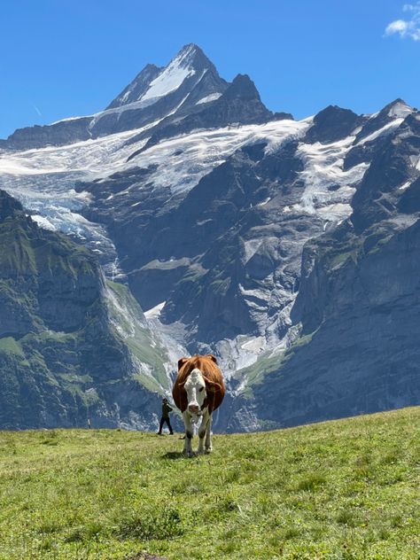 #hike #grindelwald #switzerland Switzerland Cows, Switzerland Hiking, Grindelwald Switzerland, Loving Life, Beautiful Places To Travel, Exotic Pets, Dream Destinations, Summer Travel, Nature Photos