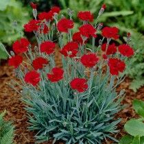 Dianthus Flowers, High Country Gardens, American Meadows, Front Gardens, Low Maintenance Landscaping, Zone 5, Landscaping Tips, Perennial Garden, Gardening Landscaping