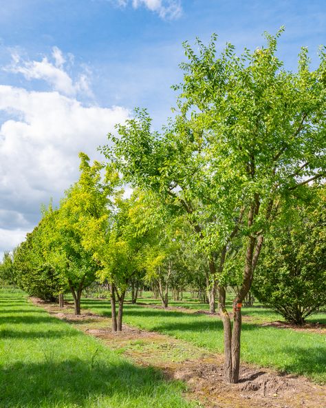 Add something special to your garden or project with this multi-stemmed Maclura pomifera. It’s not just its structure that impresses; in late summer, the tree is adorned with striking fruits that catch the eye. 

---
--
-

#GardenDesign #MacluraPomifera #TreeCare #Horticulture #GreenLiving #PlantingDesign #GreenSpaces #LandscapeIdeas #TreeInspiration #OutdoorLiving Maclura Pomifera, Hedge Apples, Sandy Soil, Clay Soil, Tree Care, Types Of Soil, Large Animals, Plant Design, In The Wild