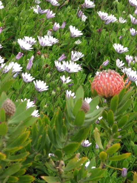 Fynbos Garden, Waterwise Garden, Coastal Gardens, Garden Maintenance, Water Wise, Photography Travel, Summer Garden, South African, Garden Inspiration