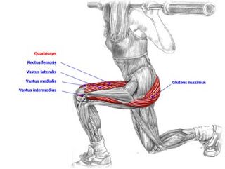 What Muscles Do Lunges Work | Stand with your feet hip-width apart. Lift a light barbell up to a ... Lunges Muscles Worked, Lunge Challenge, Strength Training Anatomy, Lunge Workout, Strength Training For Runners, Leg Workouts, Fitness Challenges, Health Challenges, 30 Day Fitness