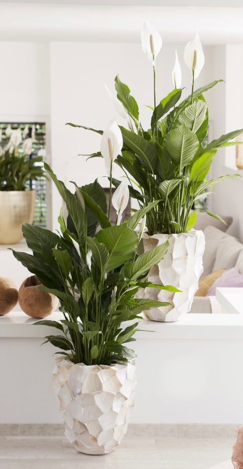 Peace Lily Flower Arrangements, Peace Lily Decor Living Rooms, Peace Lily Decor, Lilly Flower Arrangements, Peace Lily Indoor, Lilly Plants, Peace Lily Flower, Living Room Designs India, Floor Vase Decor