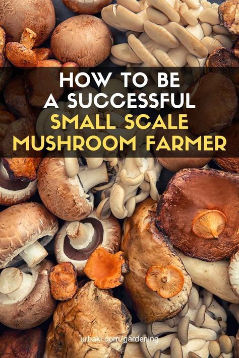 Mushroom farming, or starting a small-scale mushroom farm has never been easier.rnFarming gourmet mushrooms can be a lucrative and rewarding endeavor, and with the right attitude a, fulfilling career. These mushrooms can be grown for big profits, and even relatively small spaces can produce large amounts of mushrooms quickly.rnCultivation of mushrooms can be done anywhere in the world, so what are you waiting for? Home Grown Mushrooms, How To Start A Mushroom Farm, Mushroom Farming Business, Gourmet Mushroom Recipes, Mushroom Farming At Home, Farming Mushrooms, Homegrown Mushrooms, Mushroom Gardening, Gardening Kit Gift