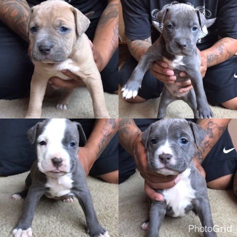 5 week old blue nose Pitbull puppies. 3 females and 1 male. Looking for good loving homes to go to. Parents on site, we are orig... Blue Nose Pitbull Puppy For Sale Near Me, Pitbull Puppies For Sale Near Me, Grey Pitbull Puppies, Blue Nose Pitbull Puppies, Cute Pitbull Puppies, Dog Shopping, Lab Mix Puppies, Dog For Sale, Pitbull Puppies For Sale