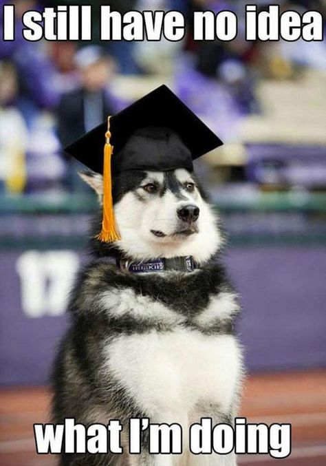 PhD in Gender Studies. Thousands in debt. Can't get a job. Husky Humor, Husky Funny, Dog Quotes Funny, Graduation Cap, Funny Animal Pictures, Dog Memes, Siberian Husky, Animal Memes, Bones Funny