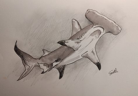 A bit behind keeping up with drawings for the #SundayFishSketch. Here is a pen & ink illustration of a Hammerhead Shark for the "favorite shark" prompt from a few weeks past. Hammer Shark Drawing, Shark Drawing Hammerhead, Hammerhead Shark Drawing, Hammer Head Shark Tattoos Outline, Hammer Head Shark Sketch, Hammerhead Shark Illustration, Fish Sketch, Hammerhead Shark, Ink Illustrations