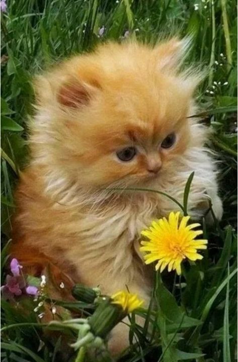 Beautiful Cat, Most Beautiful, Orange, The World, Flowers