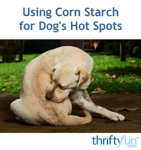 Hot spots, or moist eczemas can result from allergies, bites, stress licking, and more. As your pet continues to chew and scratch the irritation progresses. This is a guide about using corn starch for dog's hot spots. Dog Allergies Remedies, Dog Itching Remedies, Itchy Dog Skin, Dog Skin Allergies, Dog Hot Spots, Pet Remedies, Itchy Dog, Dog Remedies, Dog Fun