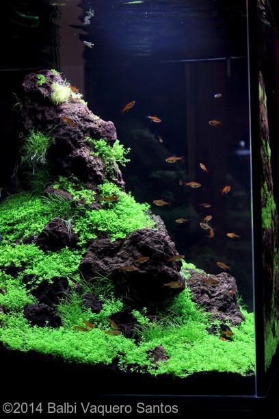 2014 AGA Aquascaping Contest - Entry #450 Taman Air, Amazing Aquariums, Aquascape Design, Aquatic Garden, Aquarium Terrarium, Nano Aquarium, Shrimp Tank, Aquarium Landscape, Aquarium Ideas