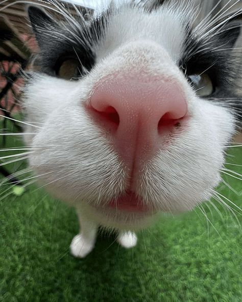 Cat Close Up To Camera, Cat Looking Up, Close Up Animals, Close Up Cat, Monochromatic Color Scheme, Ginger Cats, Close Up Pictures, Orange Cat, Cosplay Ideas