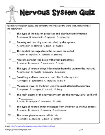 Nervous System Worksheet, Nervous System Anatomy, Nervous System Activities, Human Body Worksheets, Human Nervous System, Behavior Reflection, Sistem Saraf, Human Body Activities, Nursing School Essential