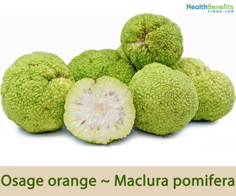 Osage orange facts and health benefits Maclura Pomifera, Hedge Apples, Apple Tree From Seed, Monkey Ball, Apple Benefits, Bow Wood, Ghost Plant, Mock Orange, Orange Plant