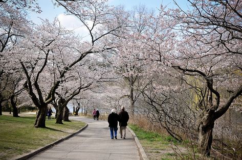 High Park cherry blossoms, Toronto Park Hyatt Toronto, High Park Toronto, Cherry Blossom New York, High Park Toronto Cherry Blossoms, Cherry Blossom Vancouver, Cherry Blossom Season Japan, Time Out, Cherry Blossoms, Engagement Shoot