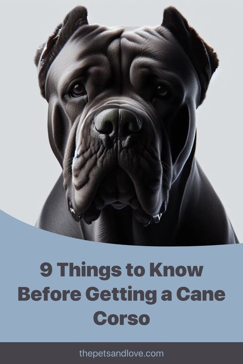 Discover the amazing Cane Corso! 🐾 Known for their loyalty, intelligence, and protective nature, these Italian Mastiffs are perfect family pets. Learn the essentials of training, grooming, and caring for these powerful yet gentle giants. Ideal for experienced dog owners. Ready to adopt? Read more now! Italian Mastiff Cane Corso, King Corso Dog, Black Cane Corso, Cane Corso Puppy, Cane Corso Italian Mastiff, Family Dogs Breeds, Cane Corso Mastiff, Italian Mastiff, Mastiff Breeds