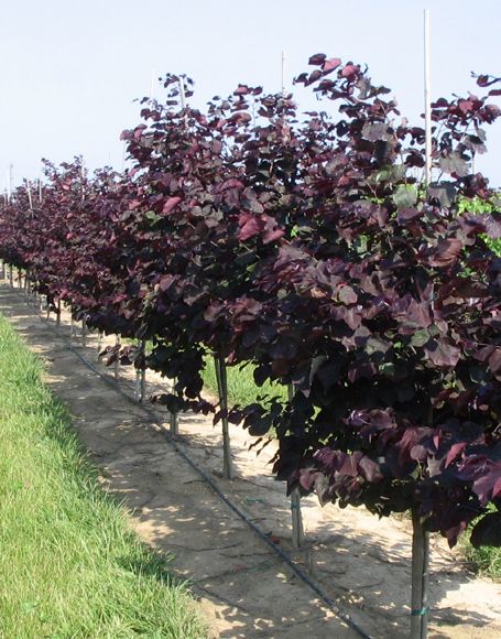 "Forest Pansy Redbud" tree - gardener for reno house on Stone told me they have 2 of these. Have 2 bc thought 1 died. Didn't. Purple/red leafs in summer. Forest Pansy Eastern Redbud Trees | Cercis canadensis Tree.  The Forest Pansy Eastern Redbud has beautiful purple-red new growth that turns to dark green.  Shade tolerant. 15'-25' x 15'-25'. Purple Trees Landscape, Western Redbud, Rising Sun Redbud Tree, Western Redbud Tree, Forest Pansy Redbud Tree, Eastern Redbud Tree Front Yards, Rising Sun Eastern Redbud Tree, Eastern Redbud Tree, Eastern Redbud