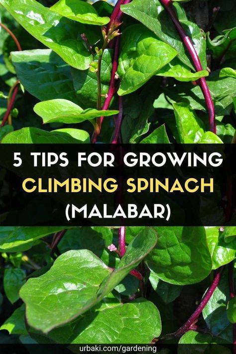 How To Grow Spinach In Containers, Malabar Spinach Plant, Red Malabar Spinach, Malabar Spinach Trellis, Spinach Plant How To Grow, Salad Recipes Spinach, Spinach Plant, Spinach Pasta Recipe, Spinach Salad Dressing