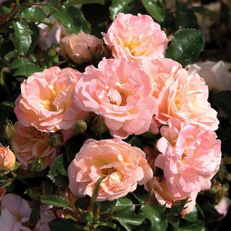 Peach Drift Rose - low maintenance and adds gorgeous #FallColor! Drift Roses, Ground Cover Roses, Knockout Roses, Rose Varieties, Small Shrubs, Rose Peach, Types Of Roses, Shrub Roses, Simple Rose