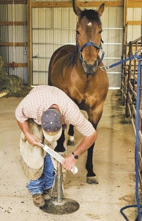 Horse Drills, Horse Farrier, Horse Info, Hoof Care, Horse Anatomy, Horse Tips, Horse Grooming, Horse Diy, Horse Owner