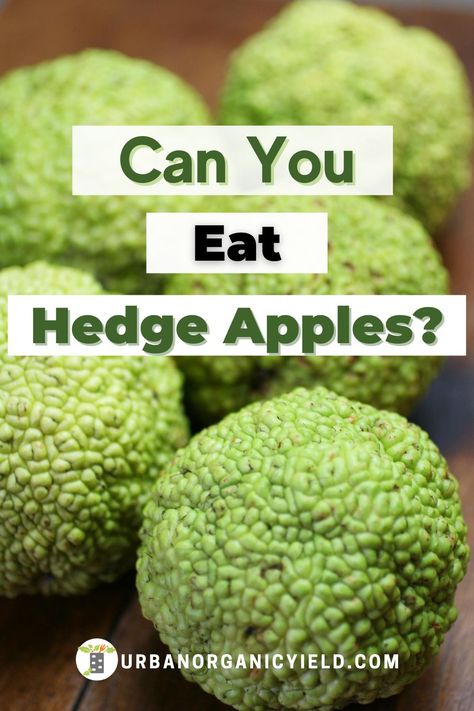 Hedge apples, also known as osage oranges, are generally not edible.  It has a bad taste, even though hedge apples smell like an orange.  Good news, hedge apples are non-poisonous.  However, if you really want to eat hedge apples, you can eat its seeds. #backyardgardening #Plants #Gardening #UrbanOrganicYield Horse Apples Decor, Osage Orange Decoration, Hedge Apples Decorating With, Osage Orange Uses, Hedge Apples Uses, House Fences, Hedge Apples, Dubai Garden, Apple Benefits