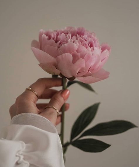 Very Beautiful Flowers, Language Of Flowers, Lifestyle Travel, Peony Flower, Beautiful Blooms, Travel Food, Love Flowers, Flowers Photography, Aesthetic Photography