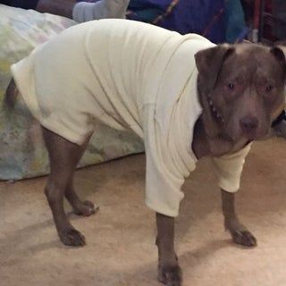 Dog Shirts For Dogs Diy, Spayed Dog Recovery Shirt Diy, Diy Dog Surgery Recovery Suit, Dog Spay Recovery, Dog Shirt Diy, Dog Cone Alternative, Diy Dog Sweater, Yorkie Clothes, Dog Onesies