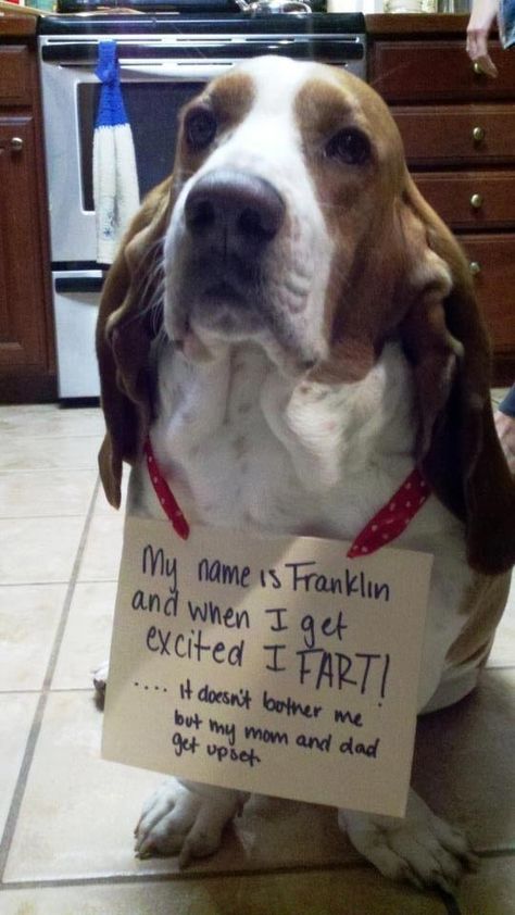 Come to my house, Franklin, you will fit right it. Dog Shaming Pictures, Dog Shaming Funny, Pet Shaming, Basset Puppies, Petit Basset Griffon Vendeen, Cat Shaming, Animal Shaming, Basset Hound Puppy, Hound Puppies